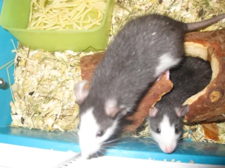 Süße Rattenbabys
