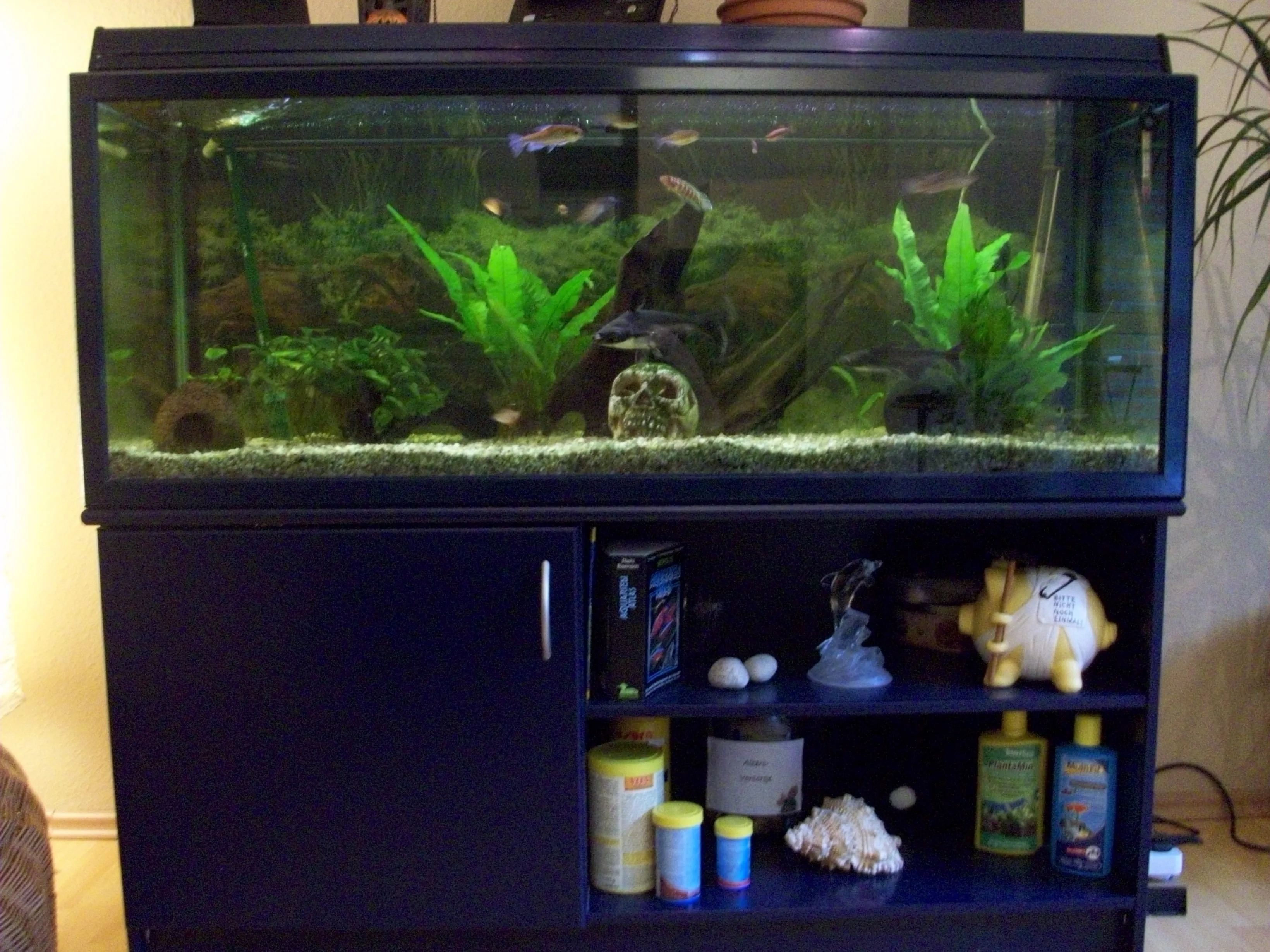 ca. 250l Aquarium (incl. Fische usw.)