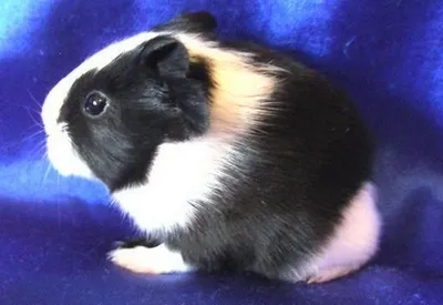 liebevolle Meerschweinchen Hobbyzucht hat Nachwuchs