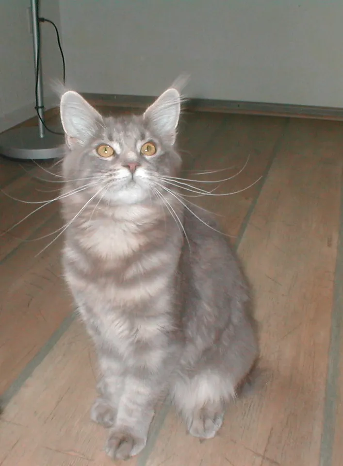 hübsches junges Maine-Coon Mädchen