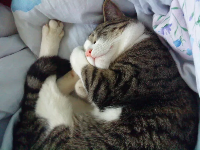 Vermisst wird ein grau getigerter Kater in Langenfeld – Bild 1