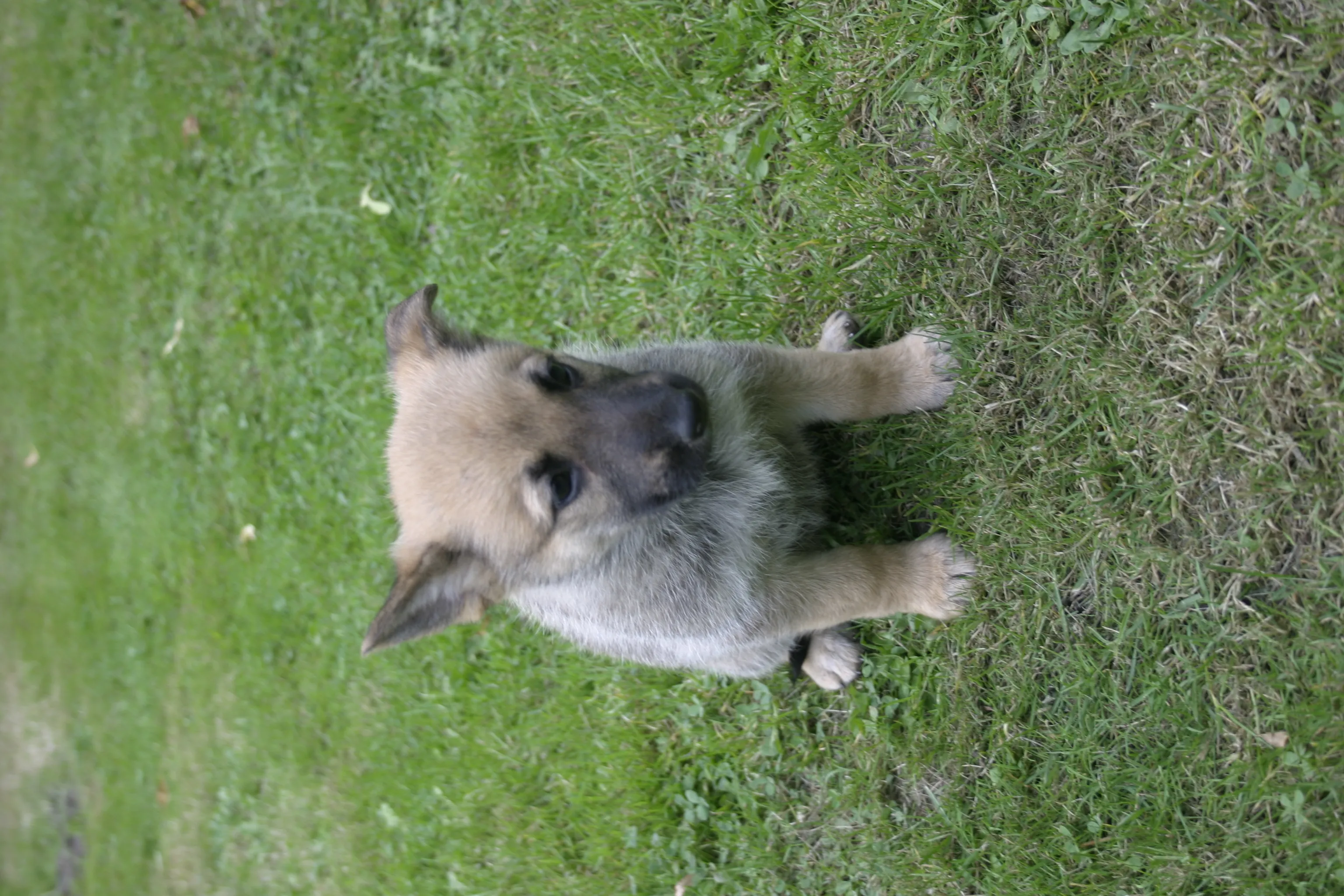 junge Schäferhundwelpen