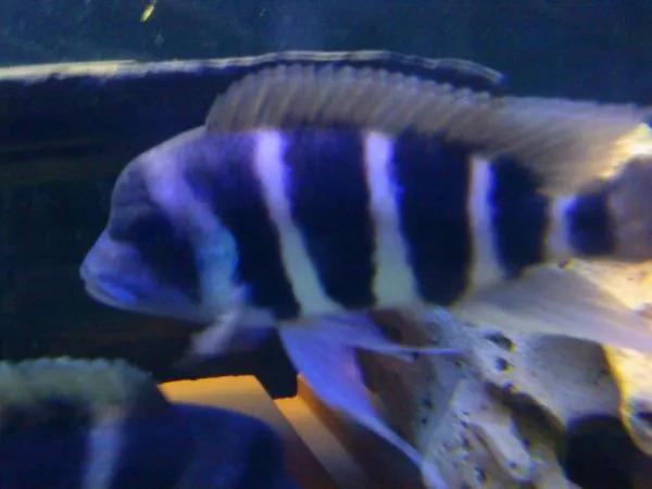 Frontosa Blue Zaira >Günstig< !!!