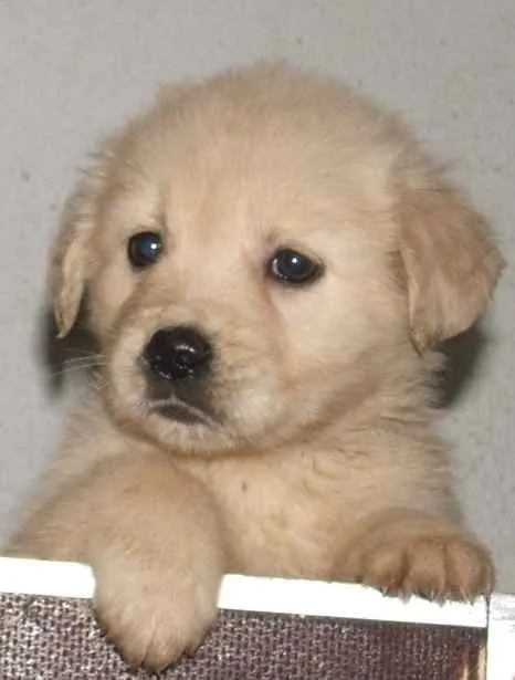 Golden Retriever m.P. abzugeben
