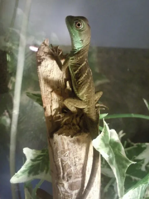 stirnlappen basilisken (basiliscus plumiforns)