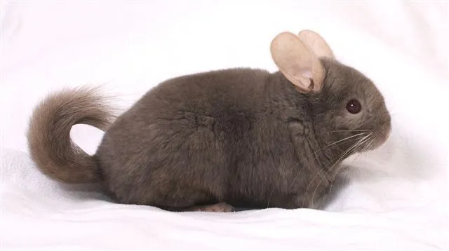 Chinchillas aus Hobbyzucht