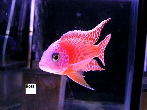 Aulonocara Firefish und Fire OB ( Aulonocara OB ) !!!
