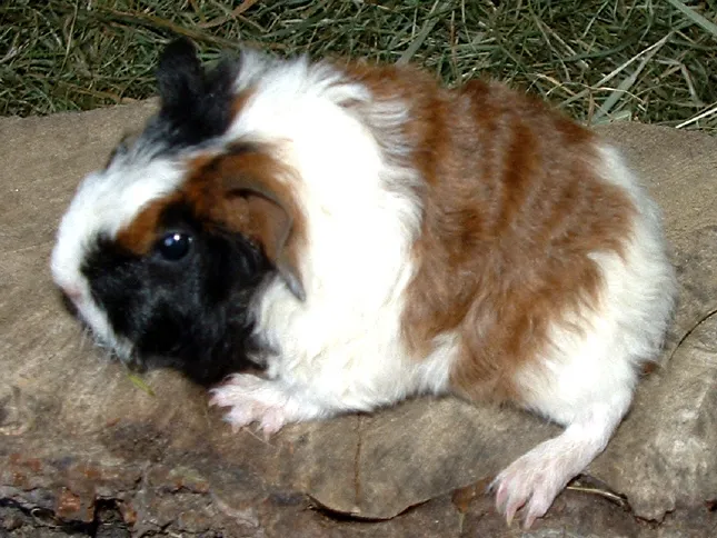 Junge Meerschweinchen Von der Vilsquelle