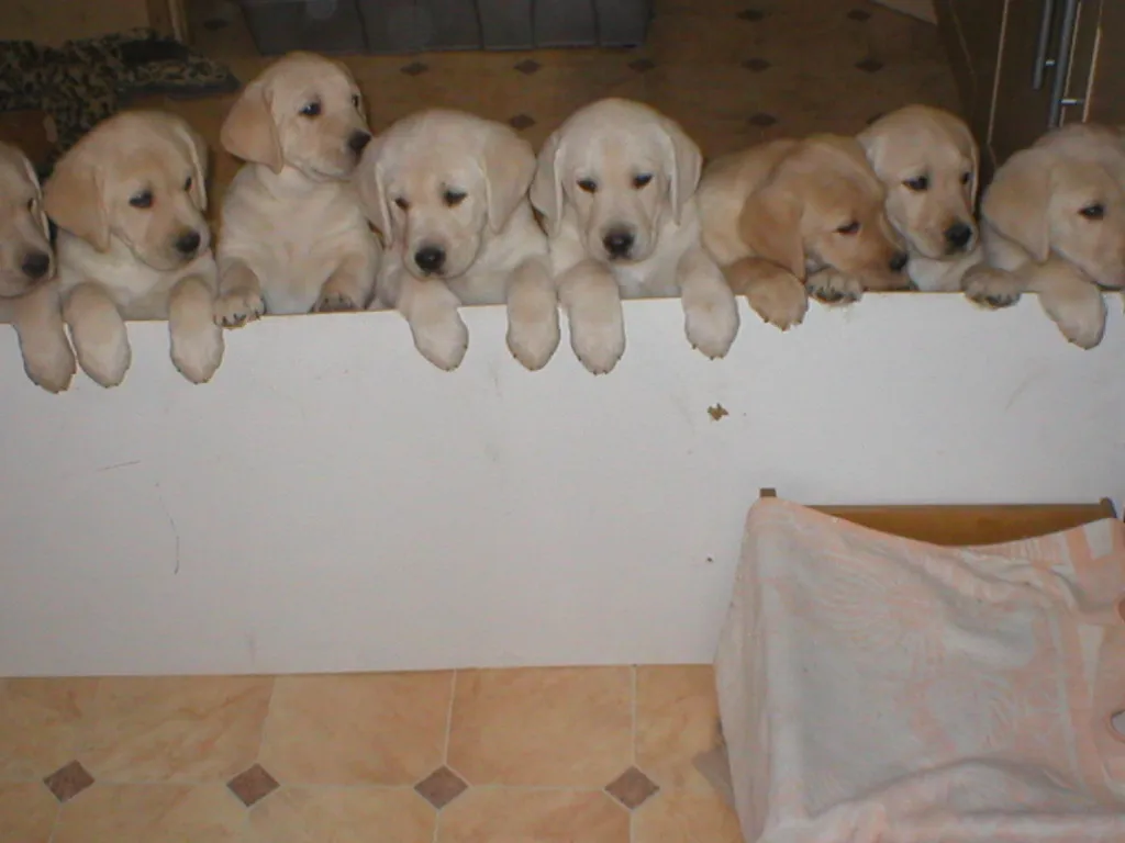 Süsse Labradorwelpen