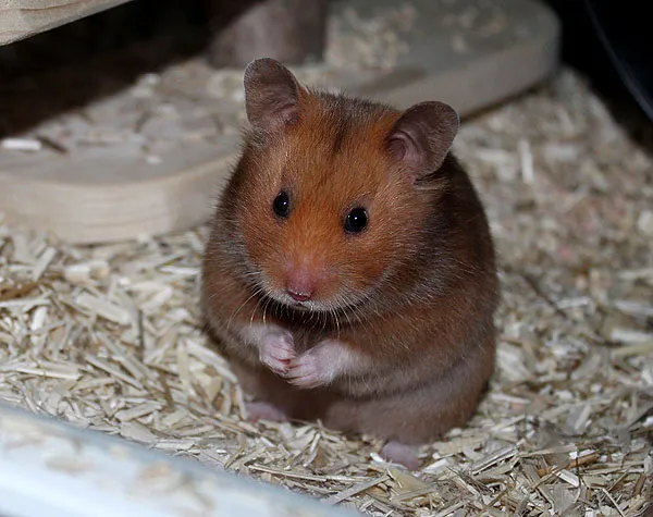 Goldhamster sehr lieb – Bild 1