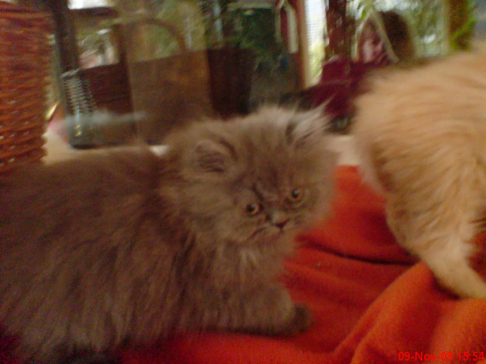 Perserbabys – Bild 1