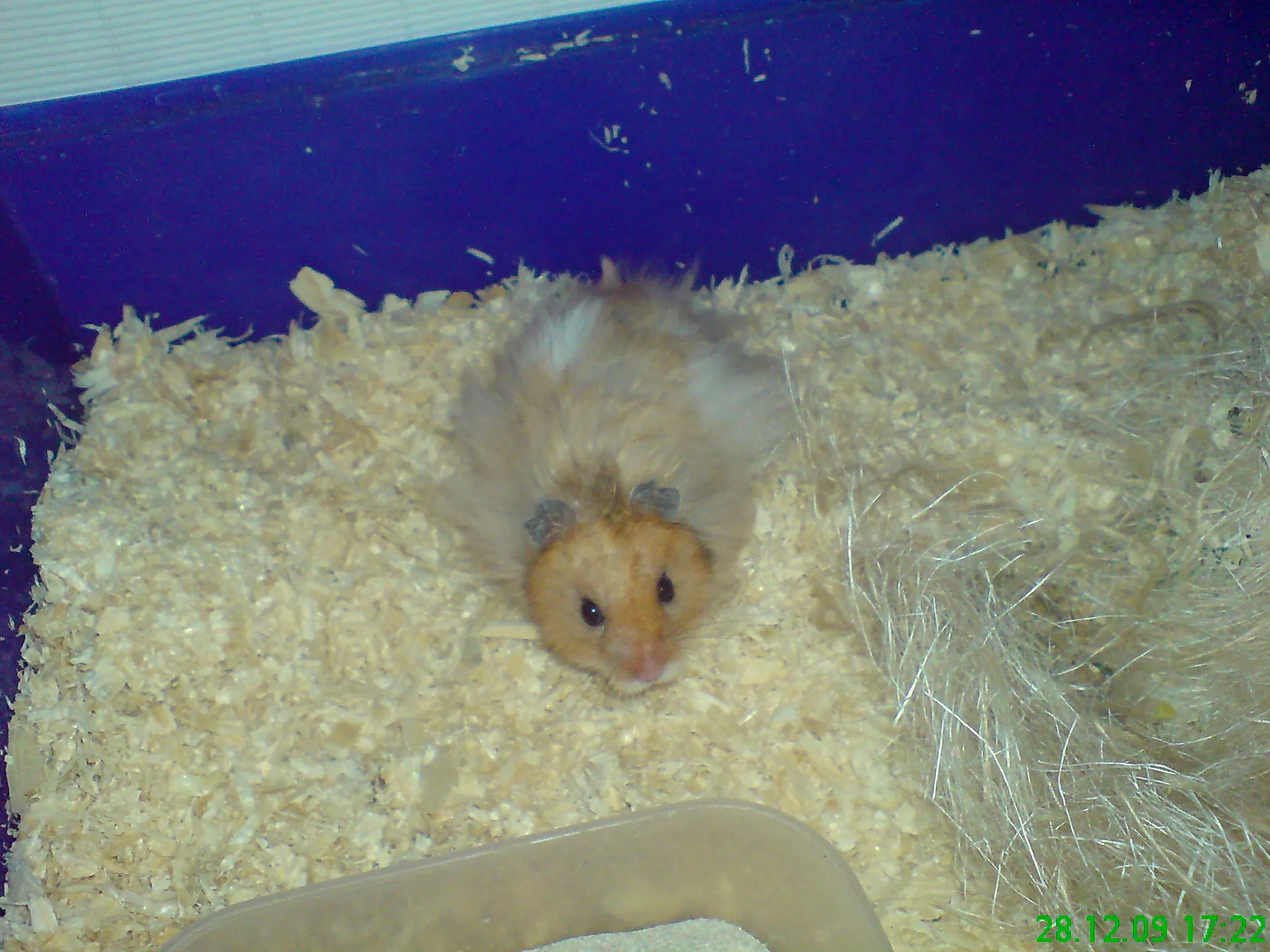 teddyhamster hamster wer will auch mit zubehör großem käfig usw