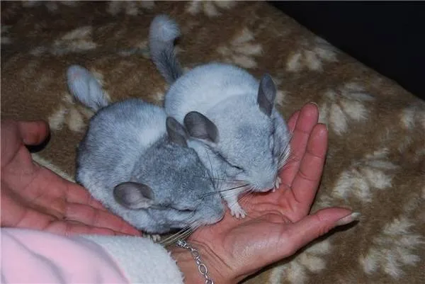 CHINCHILLA – Bild 1