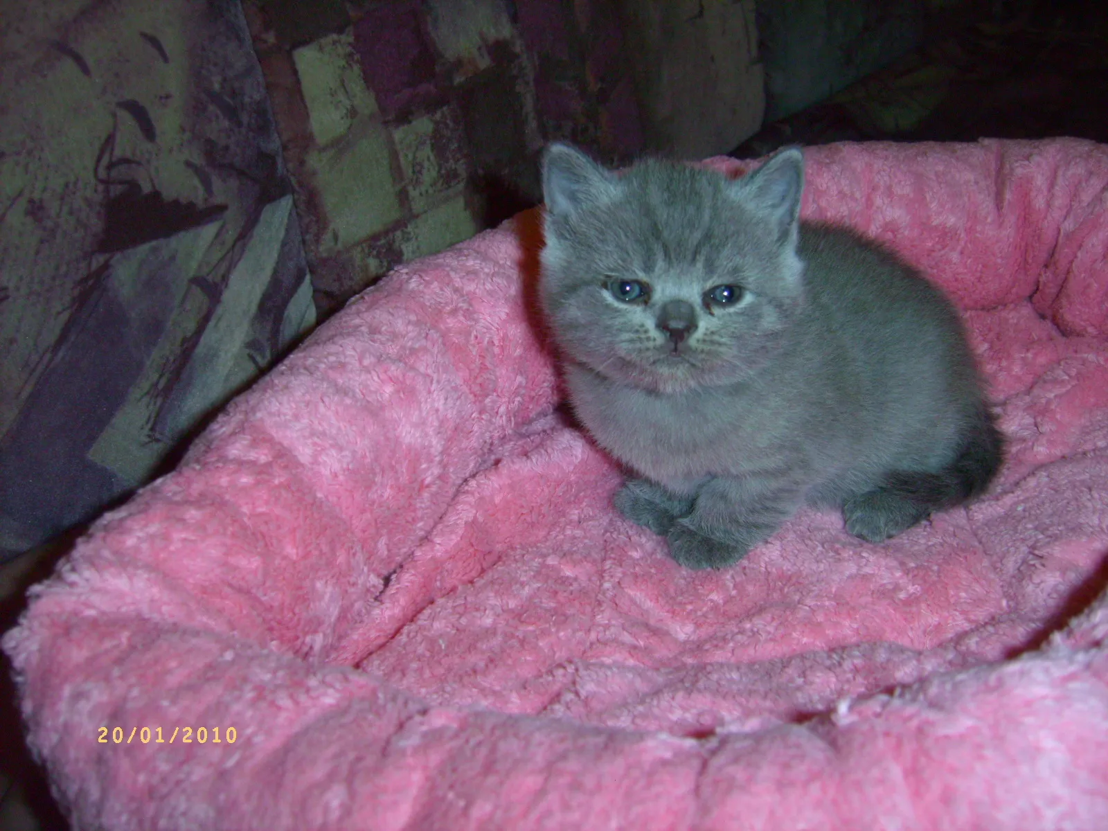 Wunderschöne reinrassige BKH-Kitten mit gutem Stammbaum