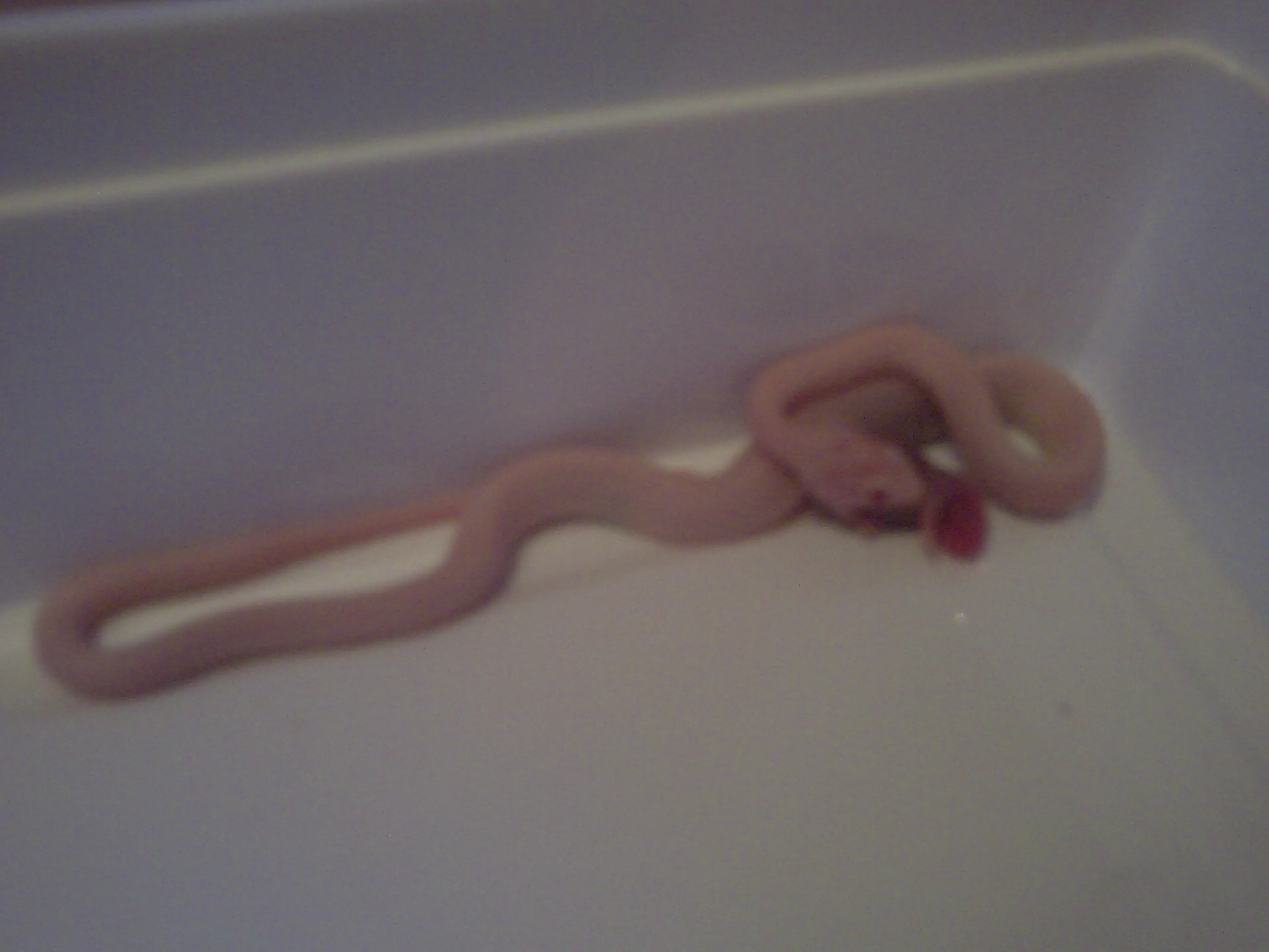 1.0 Opal striped Kornnatter von 09 zu verkaufen! – Bild 1