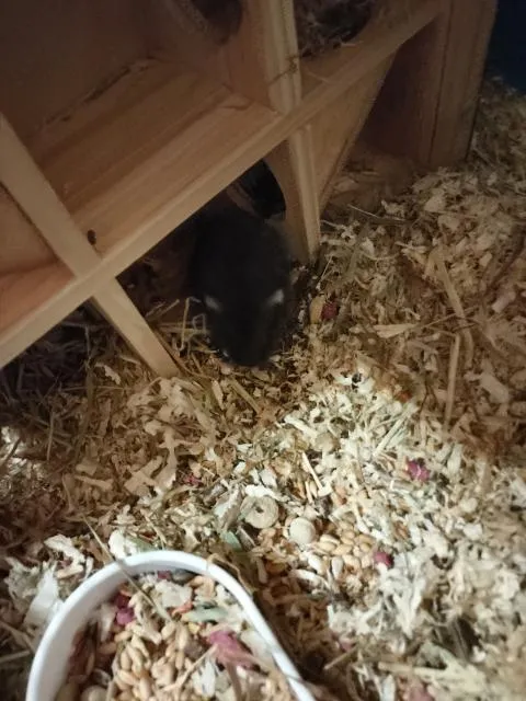 Zwerghamster mit kaefig
