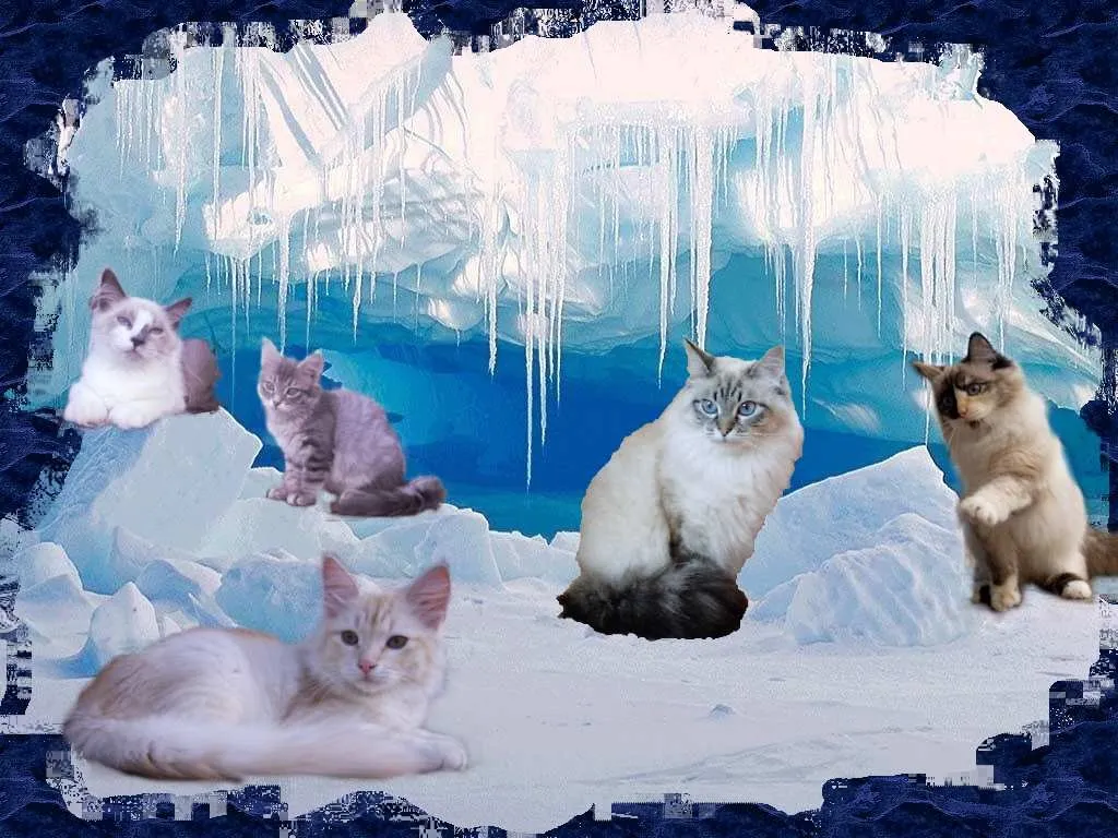Arctic Shadows sibirische Katzen – Bild 1