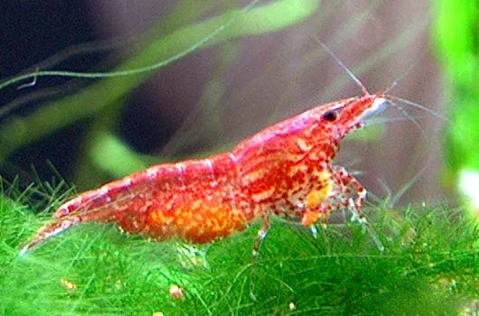 Red Cherry Garnelen. Rote Kirschgarnelen, Neocaridina_heteropoda – Bild 1