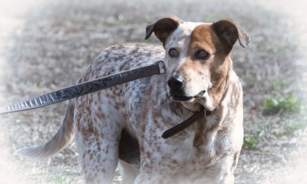 Duke - ein Schatz mit Handicap