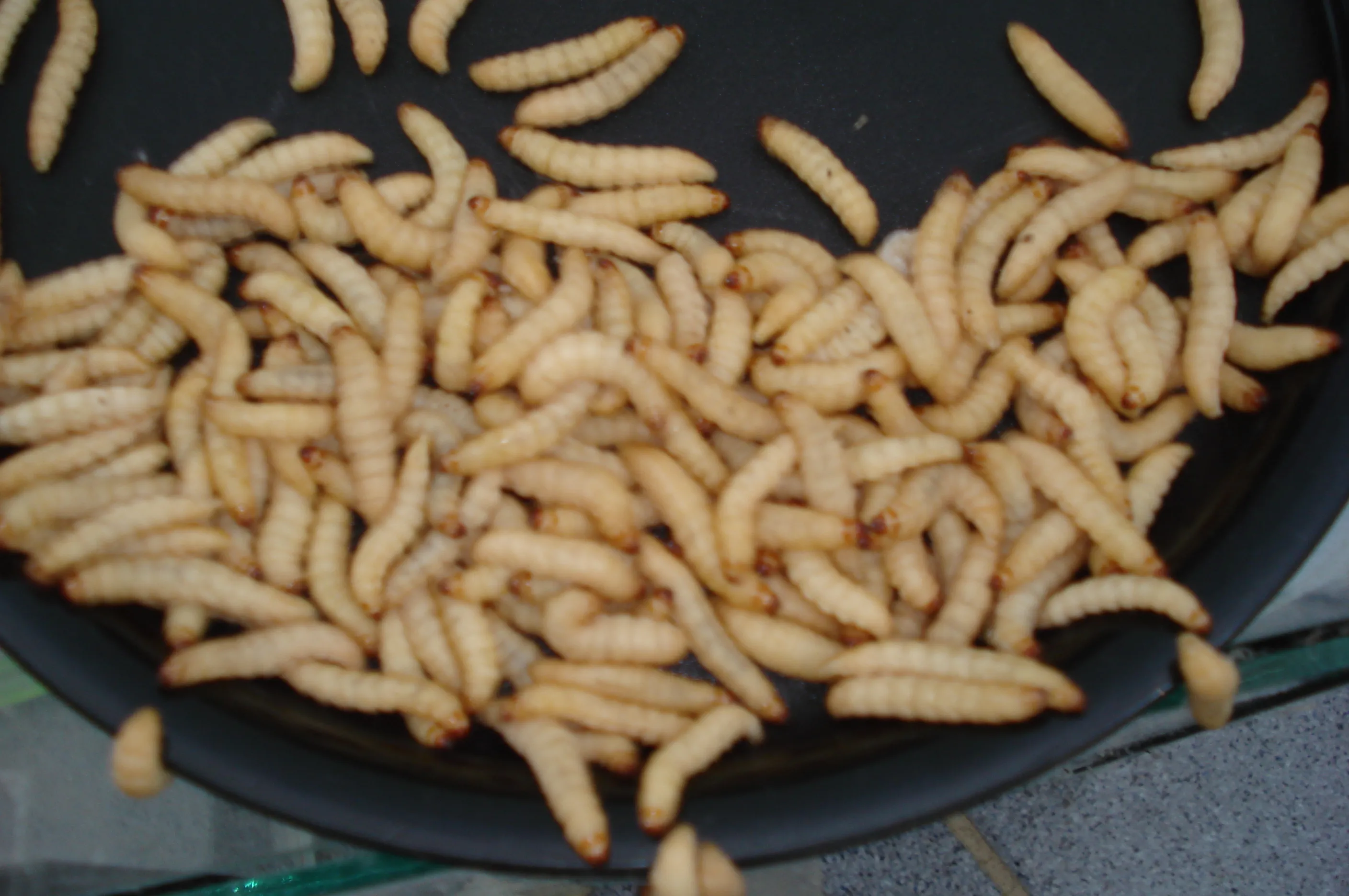 Wachsraupen,Wachsmaden(Bienenmaden)