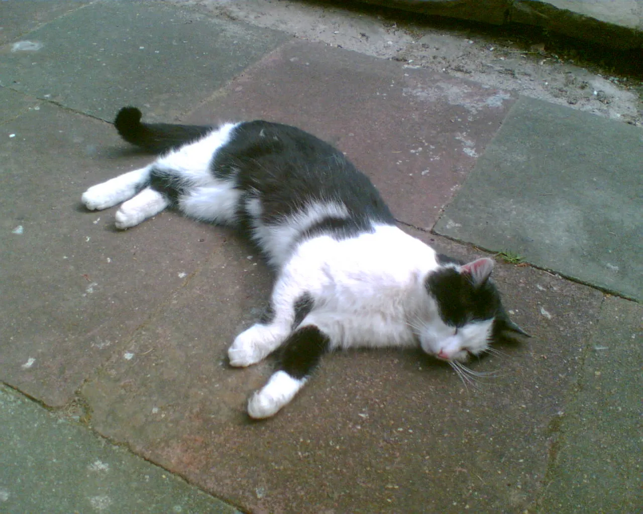 schwarz-weißer Hauskater entlaufen!!!