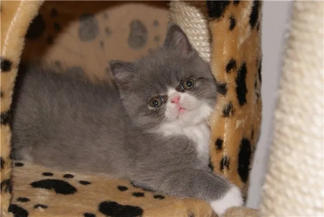 Exotic Shorthair Mädchen (kurzhaarige Perser)
