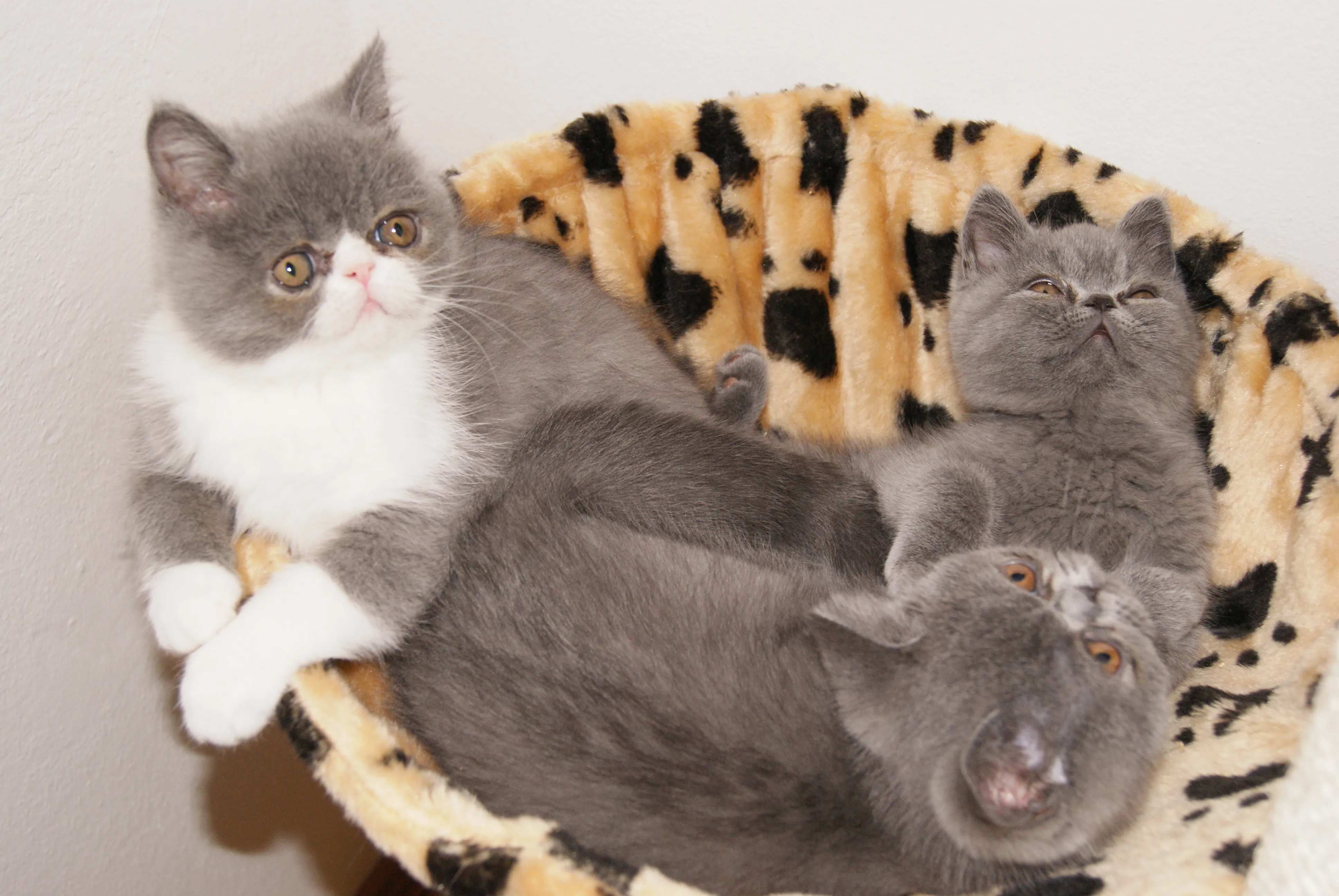 1 Persermädchen und drei Exotic Shorthair Kitten (kurzhaarige Perser)