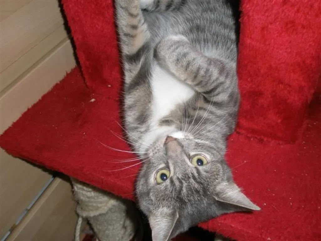 Tierarzthelferin bietet liebevolles & fürsorgliches Catsitting an
