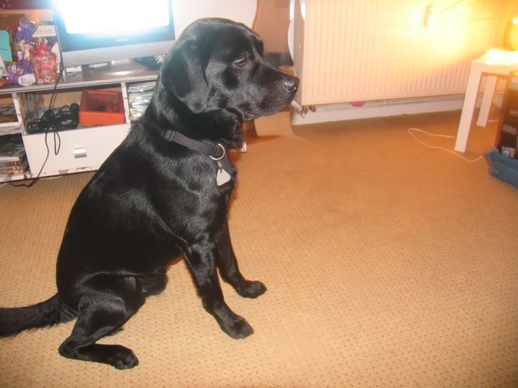 Labradormix abzugeben – Bild 1