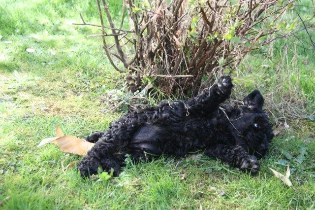 Kerry Blue Terrier Welpen – Bild 1