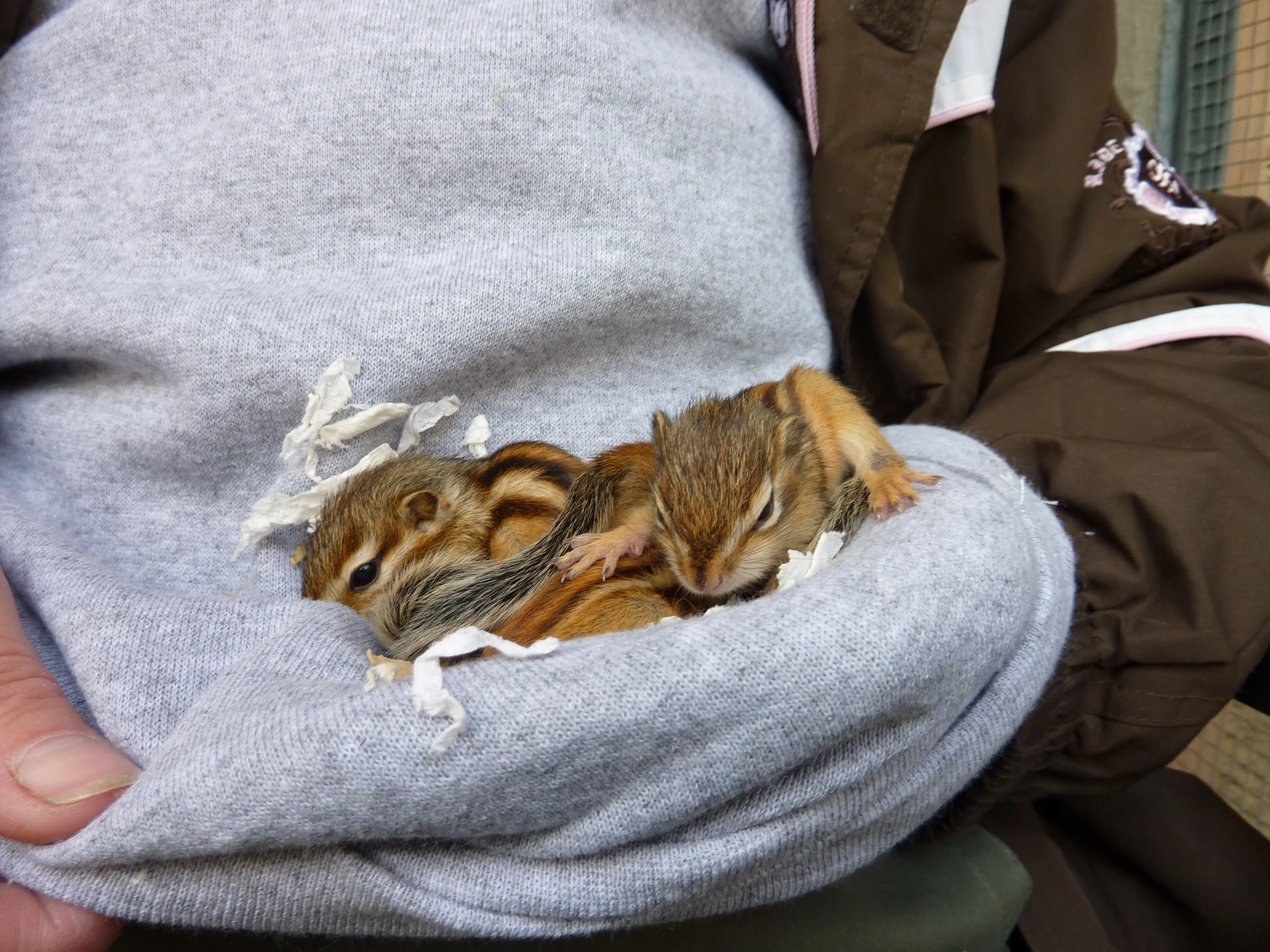 Baumstreifenhörnchen  Streifenhörnchen superzahm