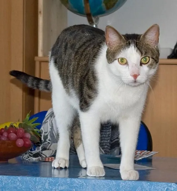 Tierschutz : ENZO - zutraulicher Gute-Laune-Kater (Feb. 2021)