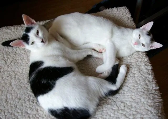 Tierschutz : ZWIEBEL & WATSON - Katze & Jungkater (Feb. 2021)