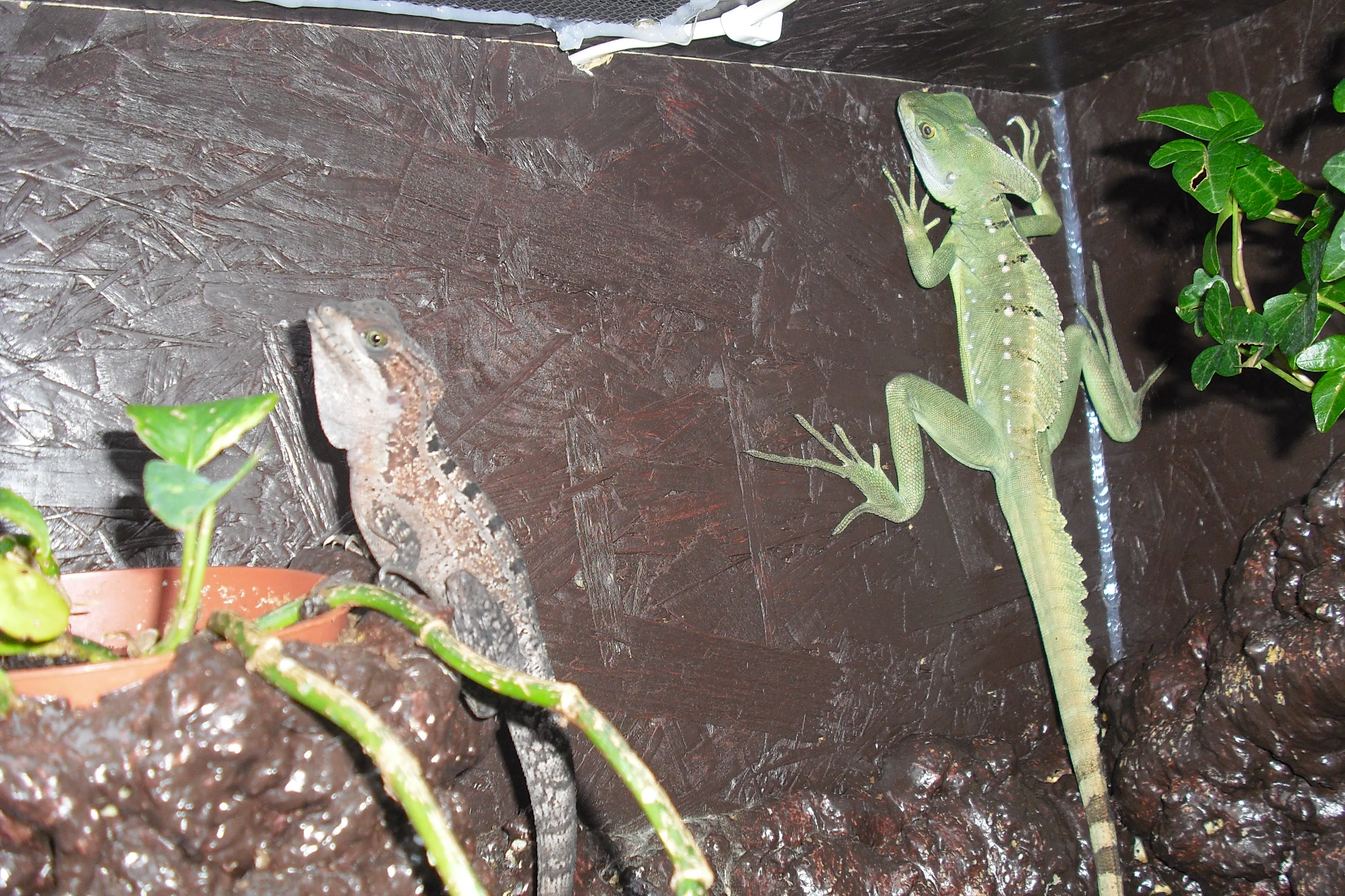 Suche 0.1 Stirnlappenbasilisk (Basiliscus plumifrons)