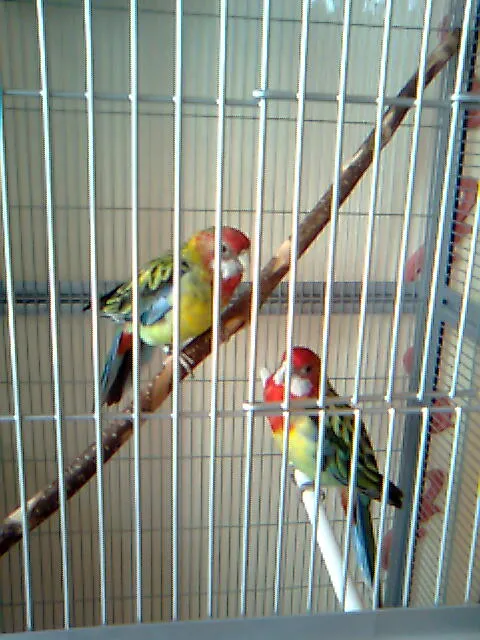 Australische Prachtrosella´s