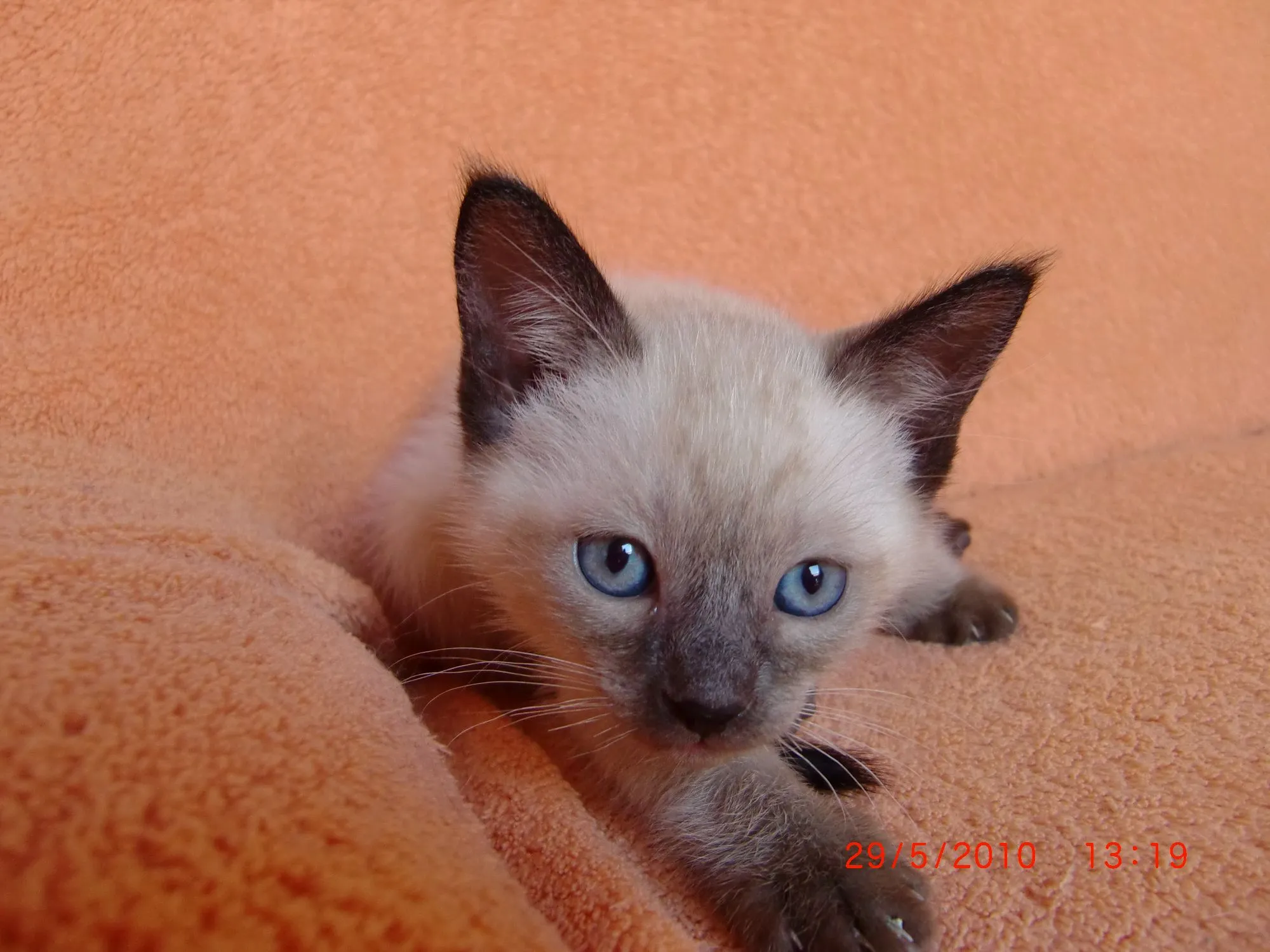 Siamkitten Siambabys Siamkatzen – Bild 1