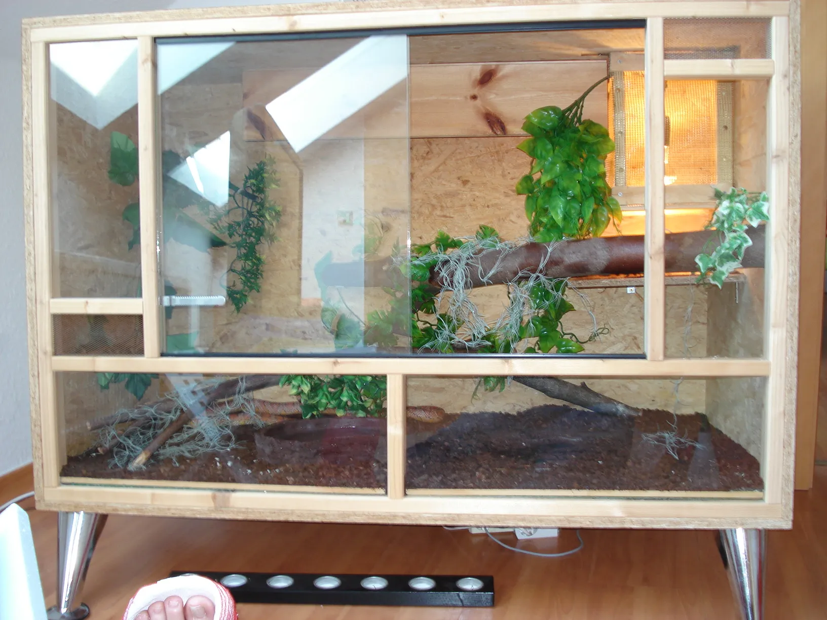 Kornnatter inkl Terrarium und Buch abzugeben – Bild 1