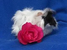 Angora Meerschweinchen – Bild 1