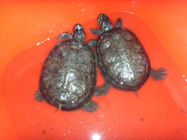 2 schöne Wasserschildkröten + Aquarium + Außenfilter....... – Bild 1