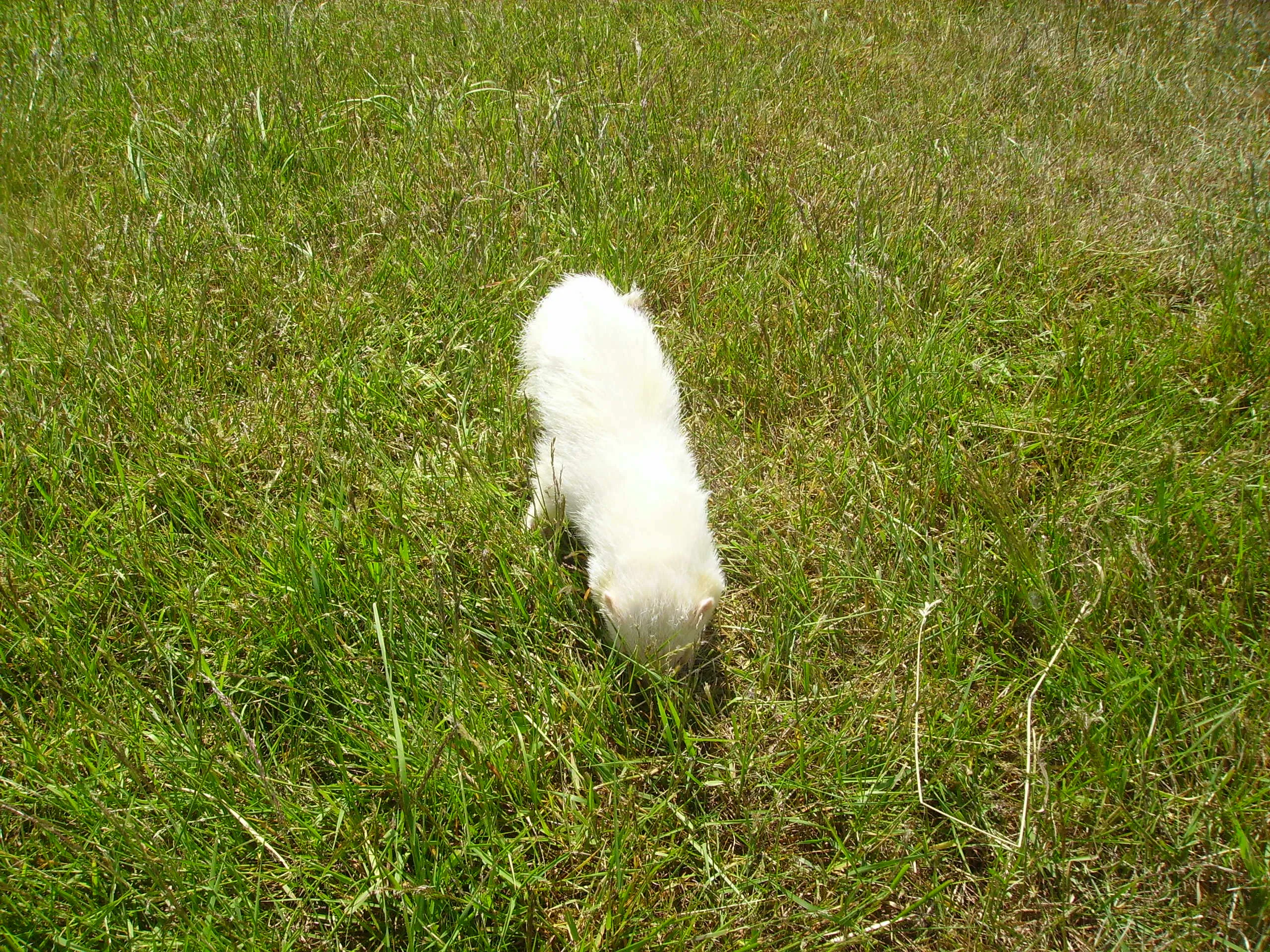 Maennliches Albino Frettchen sucht neues zuhause – Bild 1