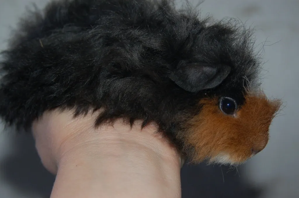 meerschweine kast,damen und unkast