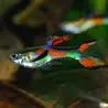 Aus meiner Hobbyzucht biete ich einige meiner Junge Endler Guppys