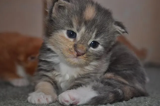 Maine coon Kätzchen mit Stammbaum
