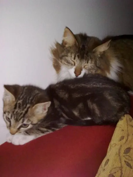 Norwegische- und Hauskatze zu vergeben – Bild 1