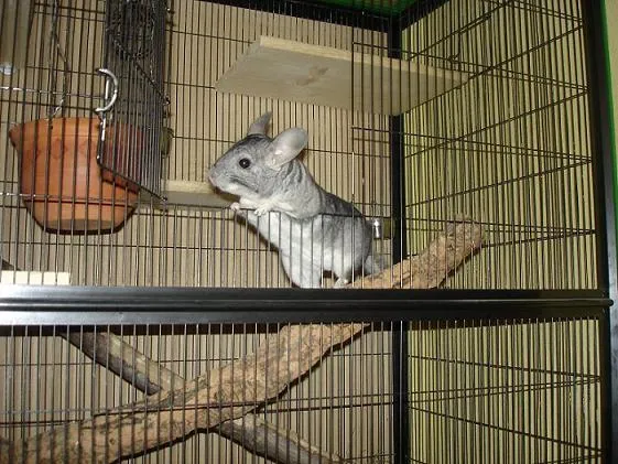 Chinchilla Böckchen – Bild 1
