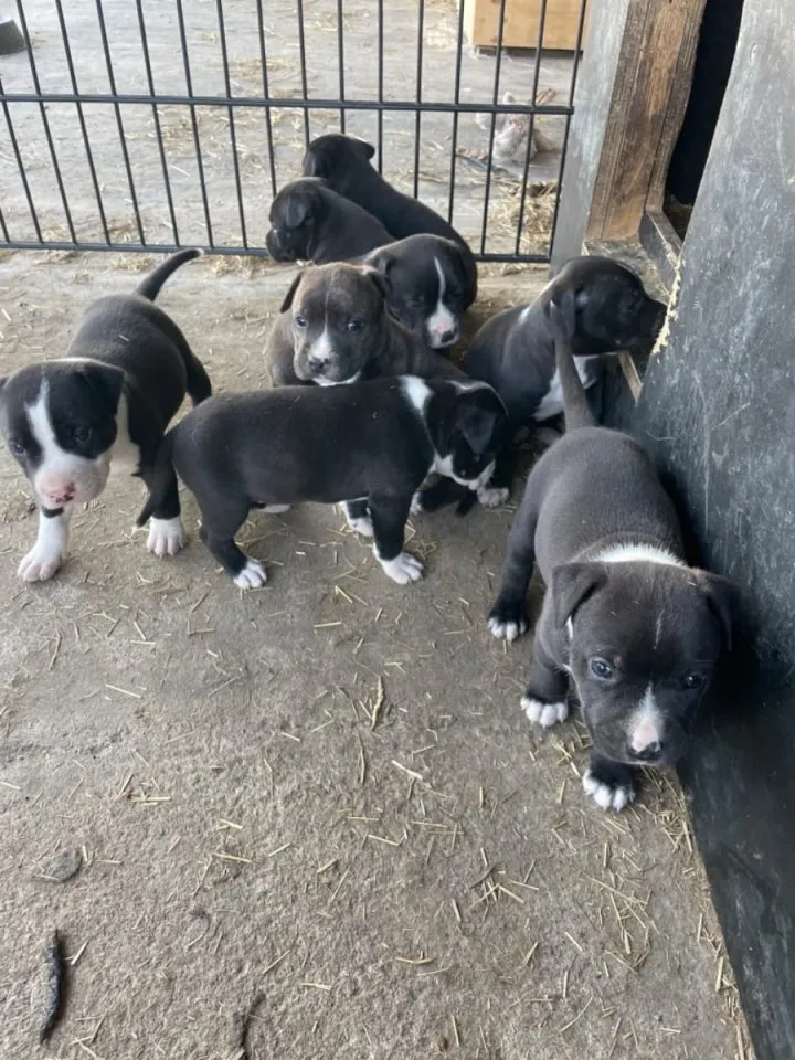 APBT American Pit Bull Terrier Welpen mit Stammbaum