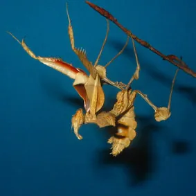 Idolomatis diabolica IGM 198 – Bild 1