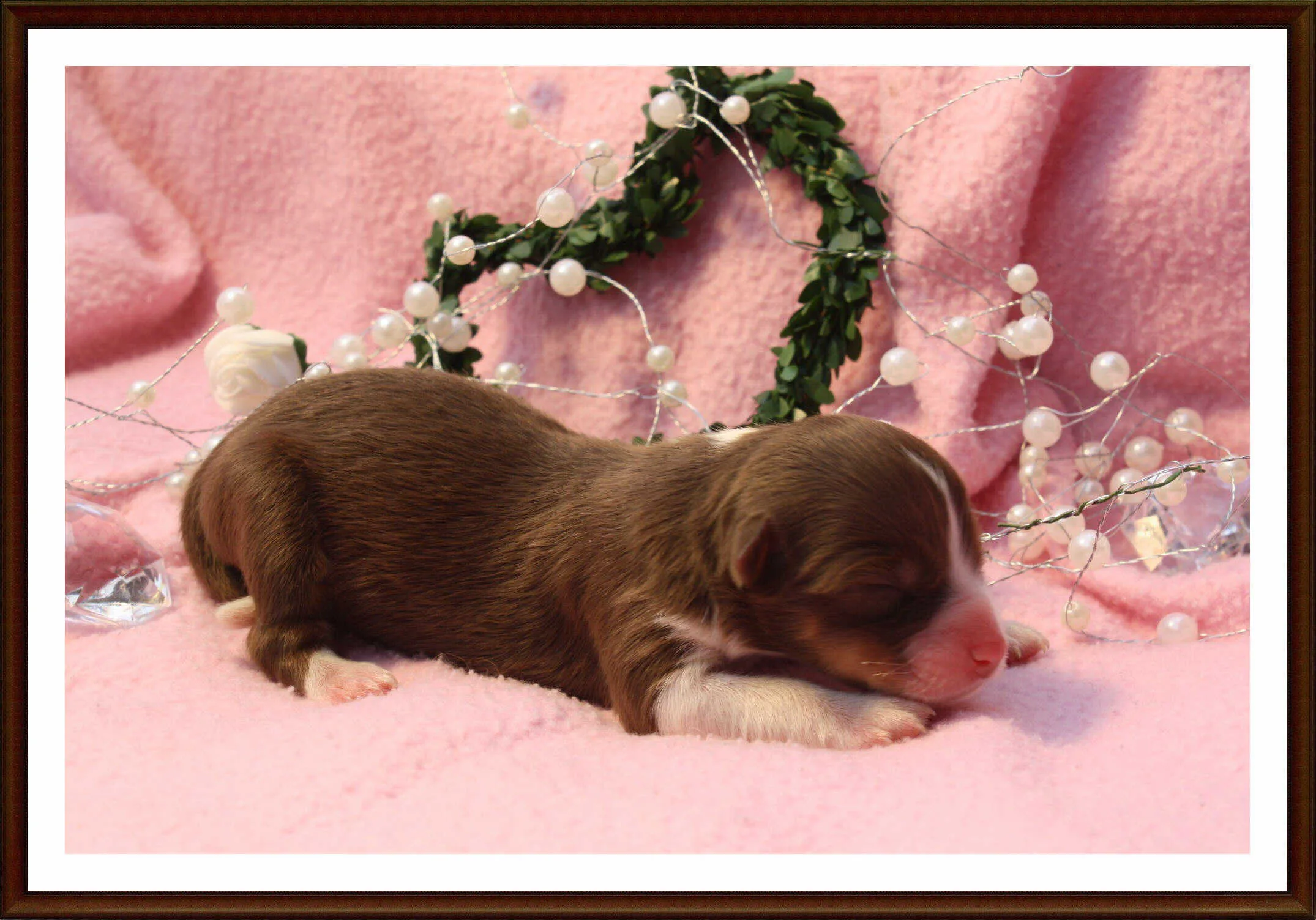 Unsere Mini-Aussie Welpen sind da *freu* – Bild 1
