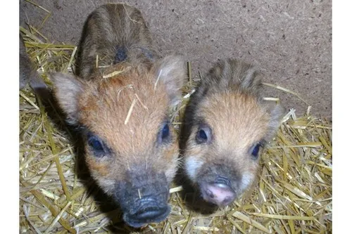 die letzten 2 kleinen microschweine