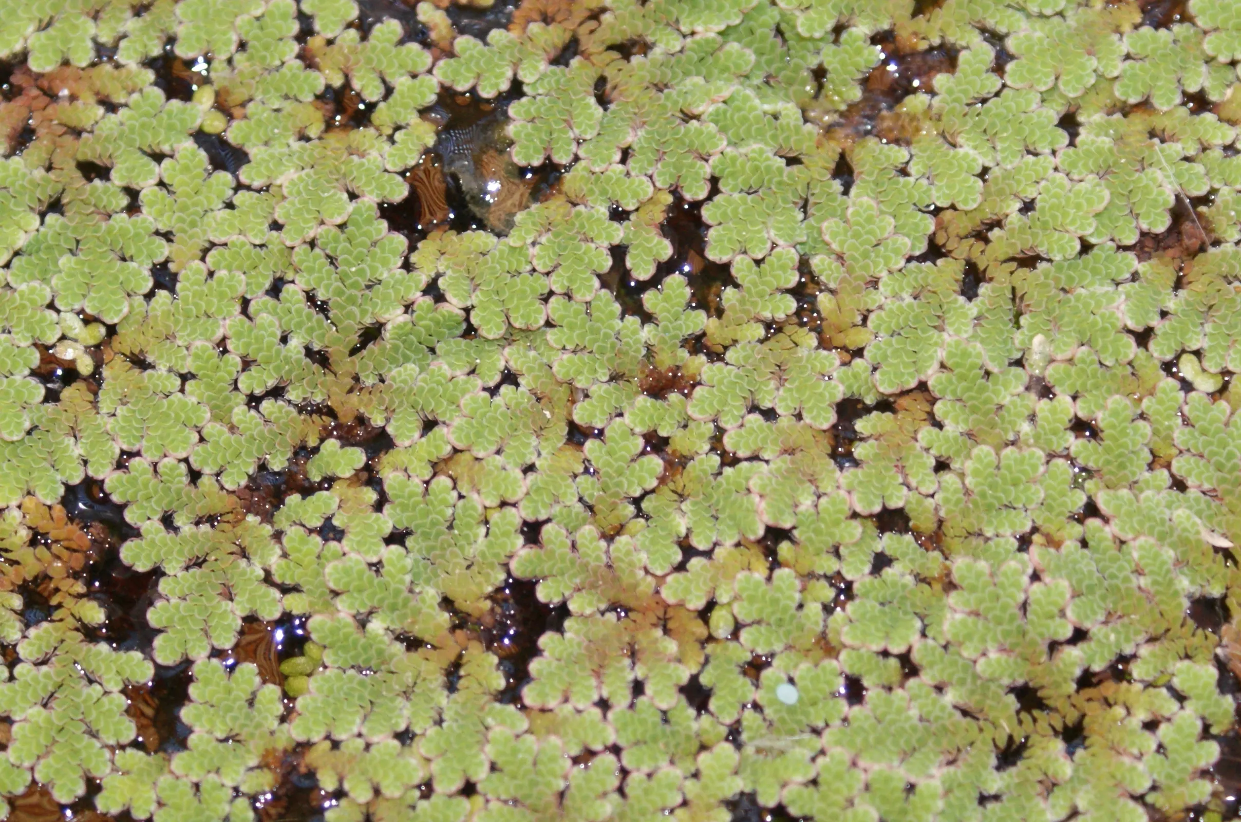 Schwimmpflanzen Paket für Teich+ Aquarium Feenmoos+Hornkraut